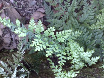 Asplenium sp.